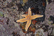 Common starfish {Asterias rubens} on shoreline at Killough, County Down, Northern Ireland, December