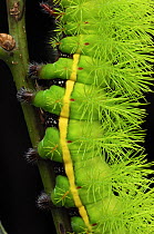Close up of legs of caterpillar larva of Saturnid moth {Automeris belti} Herdia, Costa Rica, June