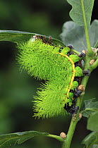 Caterpillar larva of Saturnid moth {Automeris belti} Herdia, Costa Rica, June