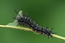 Caterpillar larva of Saturnid moth {Automeris cecrops pamina} Guadalupe Canyon, Peloncillo Mountains, Arizona, USA, October