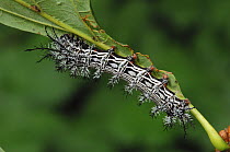 Caterpillar larva of Saturnid moth {Automeris cecrops pamina} Guadalupe Canyon, Peloncillo Mountains, Arizona, USA, October