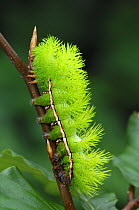 Caterpillar larva of Saturnid moth {Automeris jucunda} Bejuna, Venezuela, September