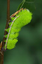 Caterpillar larva of Saturnid moth {Automeris jucunda} Bejuna, Venezuela, September
