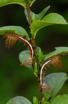 Caterpillar larvae of Saturnid moth {Automeris larra} feeding on food plant, South america