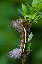 Caterpillar larva of Saturnid moth {Automeris larra} feeding on food plant, South america
