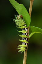 Early instar caterpillar larva of Saturnid moth {Automeris naranja} South America, March