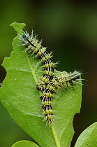 Early instar caterpillar larvae of Saturnid moth {Automeris naranja} feeding on leaves, South America, March
