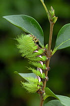 Early instar caterpillar larva of Saturnid moth {Automeris naranja} feeding on leaves, South America, March