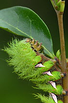 Close up of early instar caterpillar larva of Saturnid moth {Automeris naranja} feeding on leaves, South America, March
