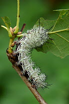 Caterpillar larva of Saturnid moth {Automeris pamina} feeding on leaves, Santa Cruz, Arizona, USA, october