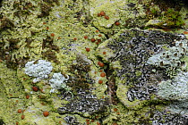 Lichen {Bacidia rubella} (coloured red) growing on rock, Crom Estate, County Fermanagh, Northern Ireland, March