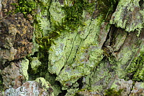 Lichen {Bacidia viridifarinosa} (coloured green) growing on rock, Crom Estate, County Fermanagh, Northern Ireland, March