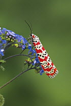 The ornate moth/ Bella moth {Utetheisa ornatrix} feeding on flowers, USA