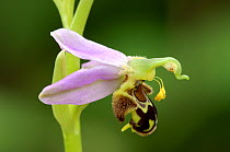 Bee orchid {Ophrys apifera} flower,  Lisadain, Co. Armagh, Northern Ireland, UK