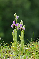 Bee orchid {Ophrys apifera} flowers, Lisadain, Co. Armagh, Northern Ireland, UK