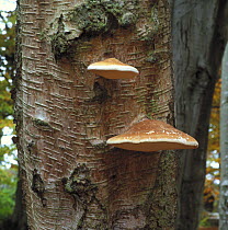 Birch bracket fungus / polypore {Piptoporus betulinus} growing on birch trunk, Clandeboye Estate, County Down, Northern Ireland, October