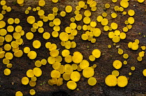 Lemon cup fungus {Bbisporella citrina} growing under Alder and Hazel, Clare Glen, Tandragee, County Armagh, Northern Ireland, October