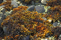 Bladder wrack seaweed {Fucus vesiculosis} on rock at low tide, Northern Ireland, UK