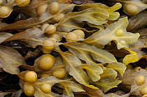 Bladder wrack seaweed {Fucus vesiculosis} Northern Ireland, UK