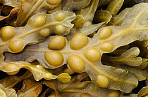 Bladder wrack seaweed {Fucus vesiculosis} Northern Ireland, UK