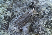 Blair's shoulder-knot moth {Lithophane leautieri hesperica} camouflaged on lichen, County Down, Northern Ireland, UK, November