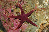 Bloody Henry starfish {Henricia oculata} Strangford Lough, County Down, Northern Ireland, April