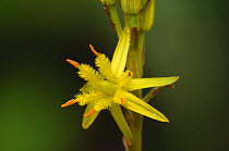 Bog asphodel {Narthecium ossifragum} flower, Montiaghs Moss NNR, County Antrim, Northern Ireland, June