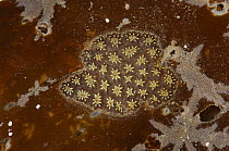 Star ascidian {Botryllus schlosseri} Ballyhenry Point, Strangford Lough, Northern Ireland, September