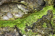 Lichen {Botryoleparari lesdainii} on rocks, Crom Estate, County Fermanagh, Northern Ireland, March