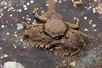 Broad clawed porcelain crab {Porcellana platycheles} Ballyhenry Point, Strangford Lough, County Down, Northern Ireland, August