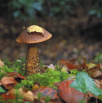Brown birch bolete {Leccinum scrabrum} under birch, Annagarriff Wood NNR, Peatlands Park, County Armagh, Northern Ireland, October