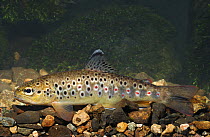 Brown trout {Salmo trutta} Ballinderry River, County Tyrone, Republic of Ireland, March