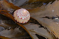 Painted topshell {Calliostoma zizyphinum} on seaweed, Ballyhenry Point, Strangford Lough, County Down, Northern Ireland, September