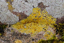 Lichen (Caloplaca flavovirescens) Crom Estate, County Fermanagh, Northern Ireland, UK, March