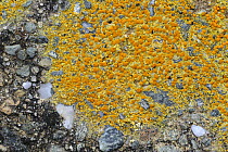 Lichen (Caloplaca flavovirescens) Crom Estate, County Fermanagh, Northern Ireland, UK, March