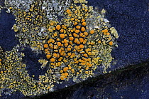 Lichen {Caloplaca marina} Killard Point NNR, County Down, Northern Ireland, october