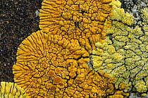 Lichen {Caloplaca verruculifera} Killard Point NNR, County Down, Northern Ireland, September