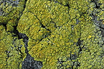 Lichen {Caloplaca verruculifera} Killard Point NNR, County Down, Northern Ireland, October