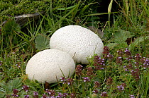 Mosiac puffball fungus {Calvatia utriformis} on alpine meadows above Lac du Mount Cenis, Alps, France