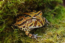 Amazon horned frog {Ceratophrys cornuta} Argentina, South America, June