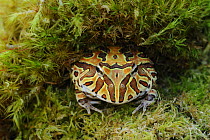 Amazon horned frog {Ceratophrys cornuta} Argentina, South America, June