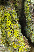 Lichen {Chrysothrix candelaris} Tollymore Forest, County Down, Northern Ireland, January