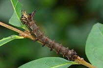 Caterpillar larva of saturnid moth {Citheronia guayaquila} feeding on leaf, Peru