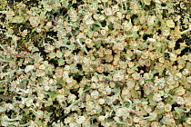 Lichen {Cladonia cervicornis subsp. verticillata} Fawhaboy, County Donegal, Republic of Ireland, March