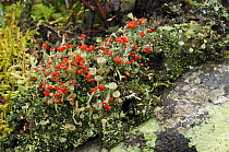 Lichen {Cladonia floerkeana} with red reproductive structures, Rehaghy Mountain, County Tyrone, Republic of Ireland, January