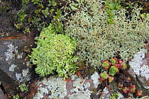 Lichen {Cladonia foliacea} Northern Ireland
