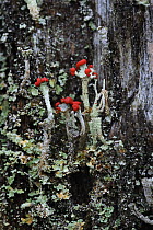 Lichen {Cladonia polydactyla} Ballymote, County Sligo, Republic of Ireland, February