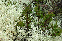 Lichen {Cladonia portentosa} Argory Estate, County Armagh, Northern Ireland, December