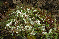 Lichen {Cladonia portentosa} Rehaghy Mountain, County Tyrone, Republic of Ireland, January