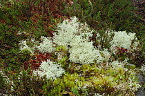 Lichen {Cladonia portentosa} Rehaghy Mountain, County Tyrone, Republic of Ireland, January